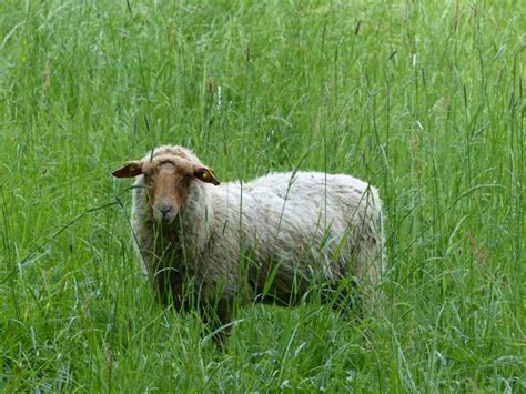 Images Gratuites La Nature Herbe Groupe Champ Prairie Prairie