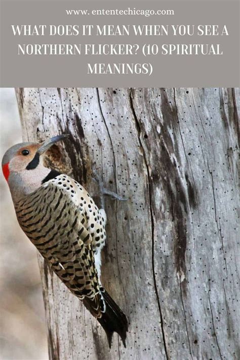 What Does It Mean When You See A Northern Flicker Spiritual Meanings