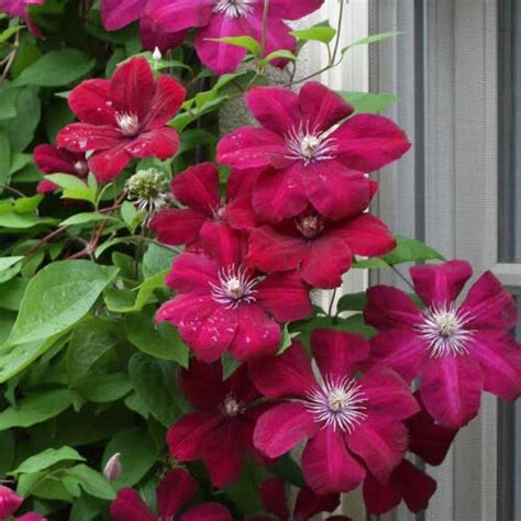 Clematis ‘Rouge Cardinal’ | Kiefer Nursery: Trees, Shrubs, Perennials