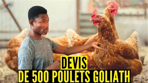 Devis De Poulets Goliath En Afrique Levage De Poulet Local Et