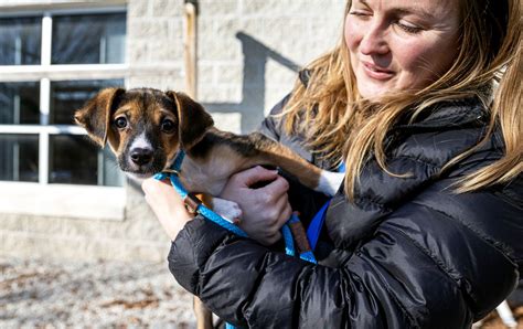 After pandemic adoption boom, pet shelters see numbers of homeless dogs ...