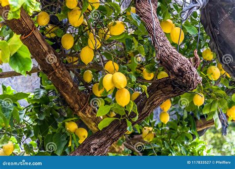 Lemons Hanging On Lemon Tree In A Garden At The Amalfi Coast Stock