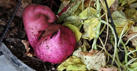 Boise Daily Photo Garden Shot Sweet Potato Vine Tuber