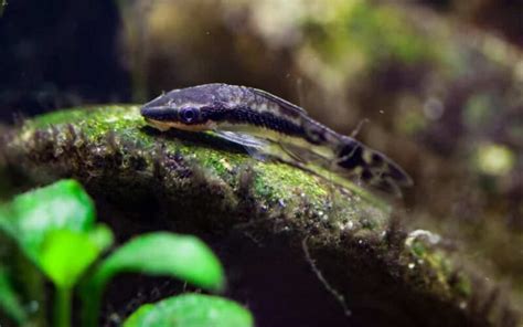 Otocinclus Catfish What Every Hobbyist Need To Know