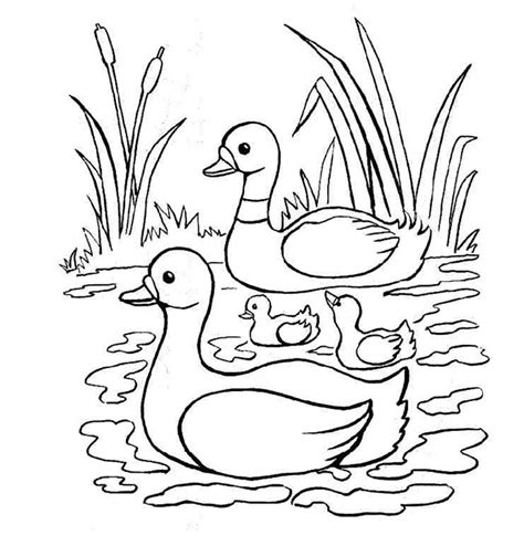 Duck Pond Drawing at GetDrawings | Free download