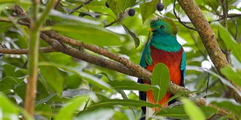 Biotopo Del Quetzal Baja Verapaz Aprende