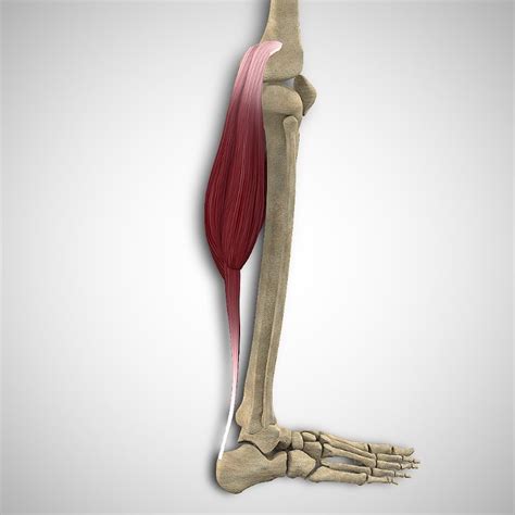 Gastrocnemius Muscle | 3D Muscle Lab