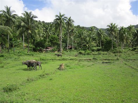 Grassland Lagonoy Camarines Sur Pinoy Photographer Flickr