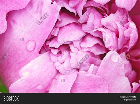 Dark pink color palette - 61 photo