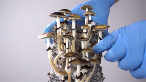 Psilocybin treatment at Avante Ibogaine Treatment Clinic