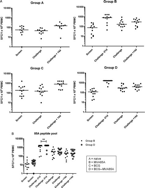 Ex Vivo Interferon Gamma Enzyme Linked Immunosorbent Spot Elispot