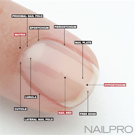 Everything You Need To Know About Cuticle Health | Nail courses, Nail ...