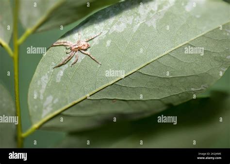 A Four Spotted Tarantula Anyphaena Accentuata On The Underside Of A