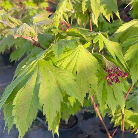 Acer japonicum 'Vitifolium' Japanese Maple - Essence of the tree