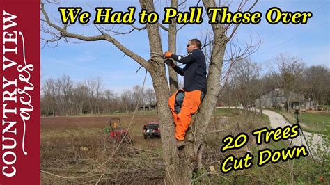 Expert Tips For Cutting Down Trees Safely And Efficiently