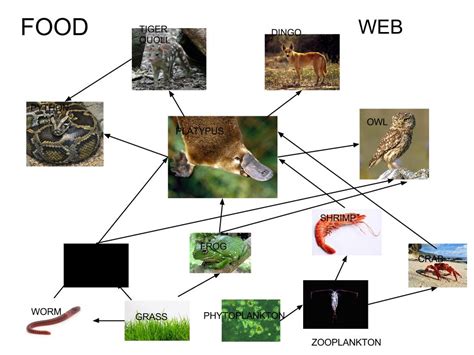 Australian Animal Food Chain