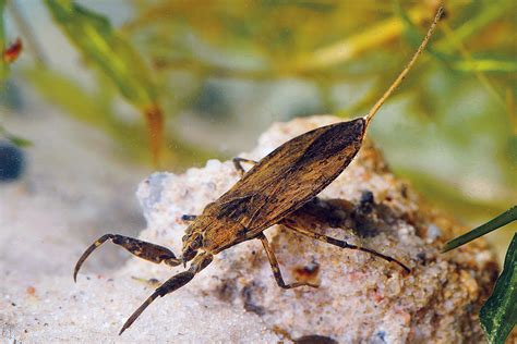 Wasserskorpion Nationalpark Donau Auen