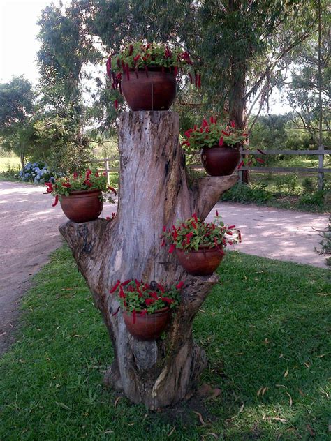 Vasos Em Tronco De Arvores Succulent Garden Diy Garden Yard Ideas