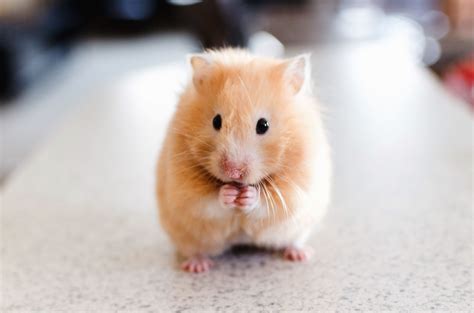 Kostenlose Bild Hamster Haustier Tier Pelz