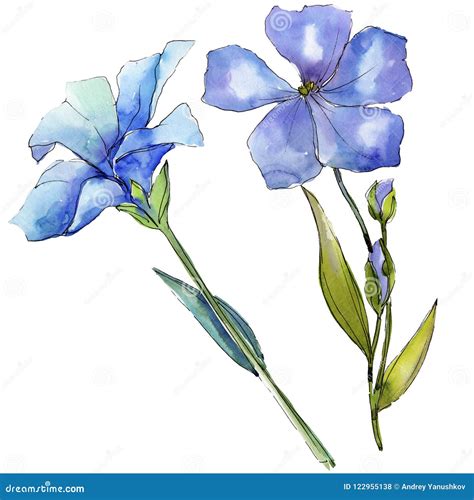 Watercolor Blue and Yellow Flax Flowers. Floral Botanical Flower