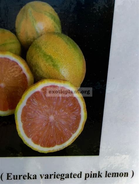 Citrus limon eureka pink lemon variegated 30 EXOTIC PLANT Редкие