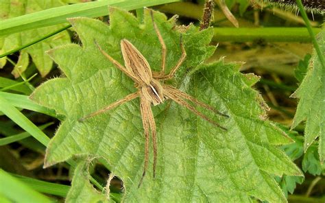 Cholsey Wildlife Arachnids And Insects