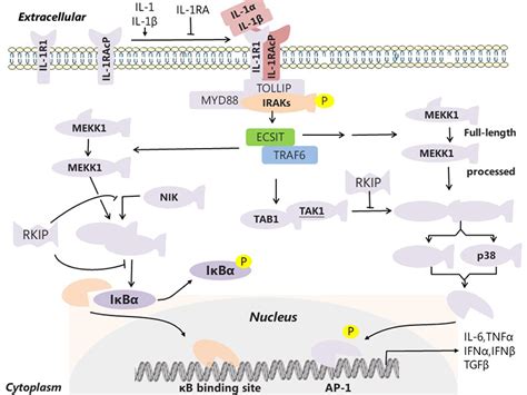 Il 1 Receptor Inhibitors Il 1 Receptor Signaling Pathway Boc Sciences