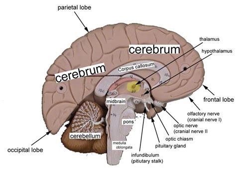 Infundibulum Brain