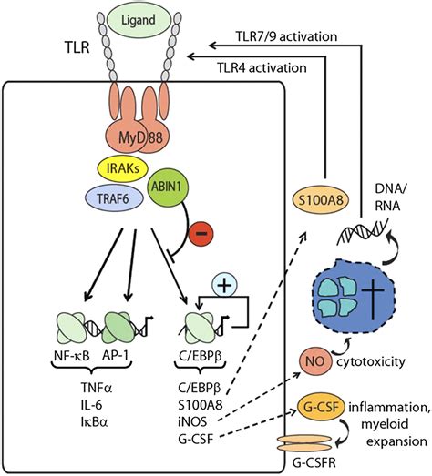 A Binding Inhibitor Of Nf B Abin Controls Toll Like Receptor