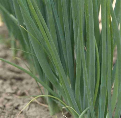 Bunching Onion Seeds Buy Evergreen Shallot Seeds Online