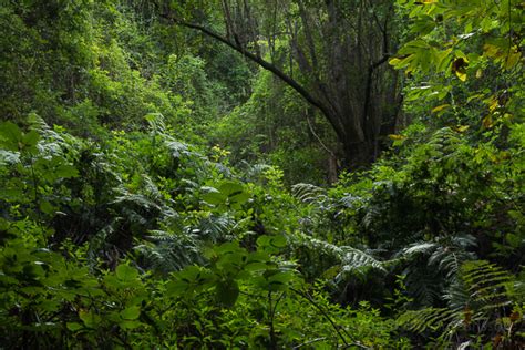 Birgittas Bilder Regnskog