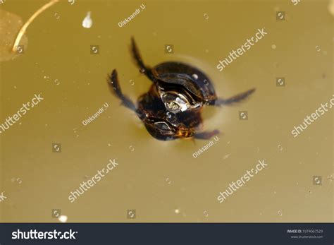 Two Water Beetle Acilius Sulcatus Mating Stock Photo Edit Now 1974067529