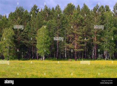 Taiga Siberia Hi Res Stock Photography And Images Alamy