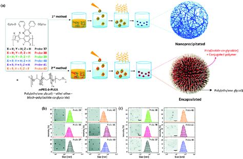 A Schematic Representation Of The Conjugated Polymer Nanoparticles Download Scientific