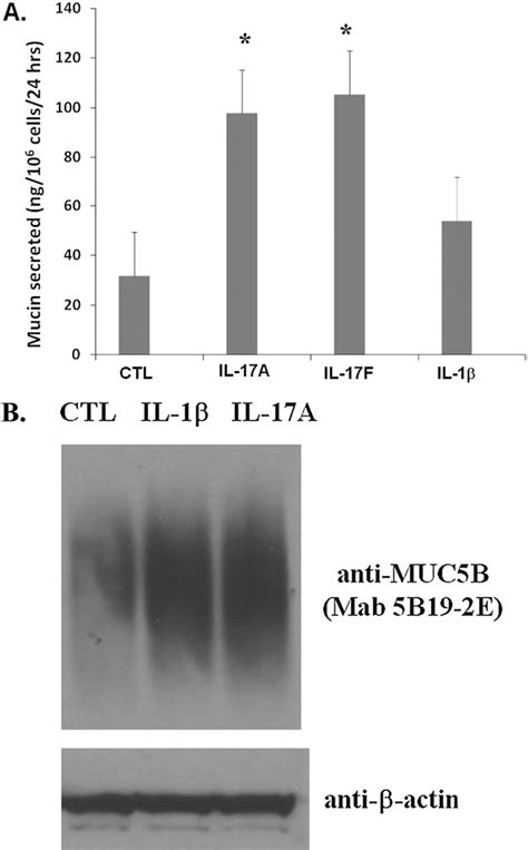 Figure 2 From Nf K B Mediates Il 1 B And Il 17a Induced Muc5b