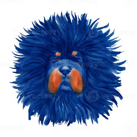 Tibetan mastiff dog breed face isolated on white background. 5434795