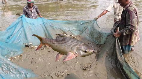 Amazing Fishing Catching In Mud Water Using The Fishing Trap