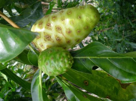 Kembara Agro Dusun Pokok Mengkudu