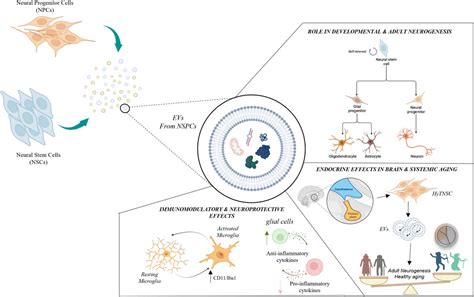 Frontiers Neural Stem Cell Derived Extracellular Vesicles Mini