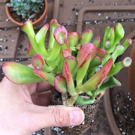 Crassula Ovata-Gollum Jade Care and Propagation - Succulent Plant Care