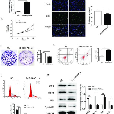 Overexpression Of Dhrs As Restricted Hcc Cell Growth In Vitro A