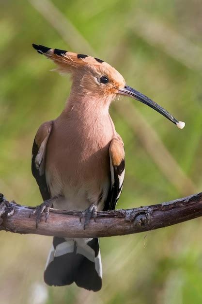 Premium Photo Hoopoe Common Hoopoe Upupa Epops Eurasian Hoopoe