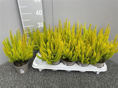 Erica Arborea Alberts Gold — Plant Wholesale Floraccess