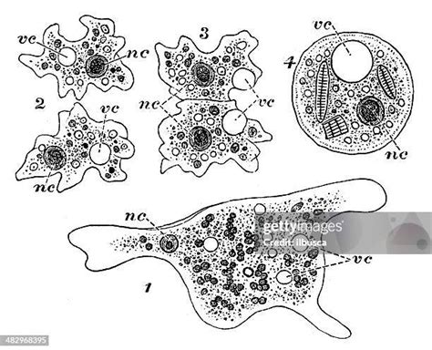 Entamoeba Histolytica Drawing Photos And Premium High Res Pictures Getty Images