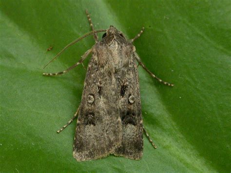 73 324 Crescent Dart Agrotis Trux Dumfries Galloway Moths