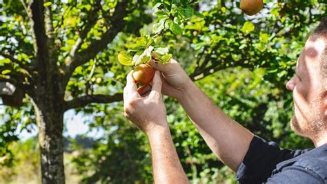 Arbres fruitiers comment s assurer une belle récolte Côté Maison