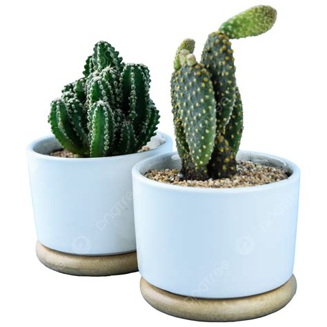 Cactus Natural Potted Decorative Plant Flower Pot White Flower Pot