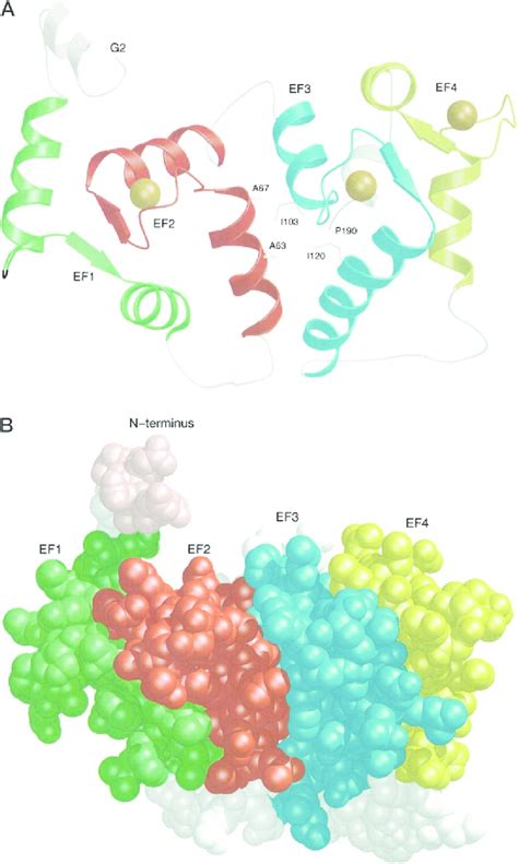 Schematic Ribbon Representation A And Space Filling Model B Of The Download Scientific