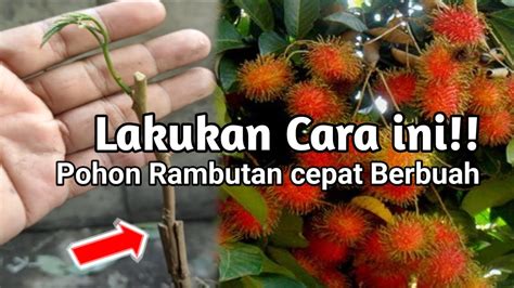 Rahasia Pohon Rambutan Cepat Berbuah Dan Berbuah Lebat Youtube