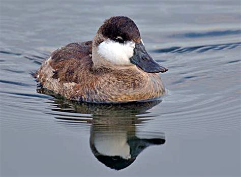 Ruddy Duck Hen